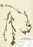 藏品(紅面番)的圖片